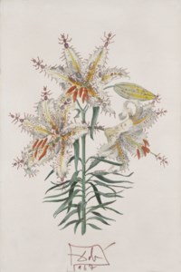 Lilium auratium fornicans