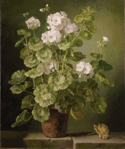 White geraniums in a terracotta pot