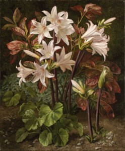 Belladonna lilies