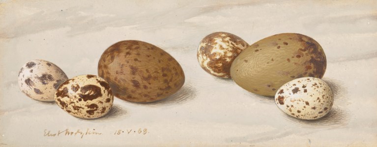 Quail and Gull's Eggs