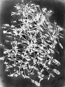 Photogram