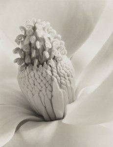 Magnolia Blossom (Tower of Jewels), 1925