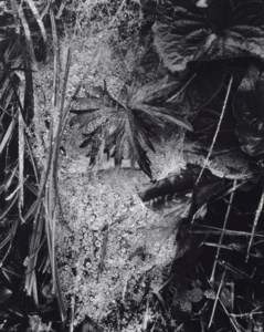 Cobweb in Rain, Georgetown, Maine, 1927