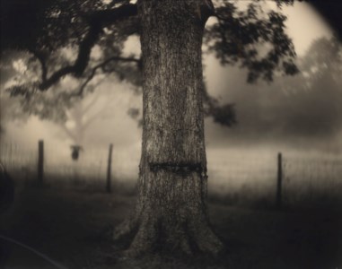 Untitled (Deep South #1, Scarred Tree), 1998