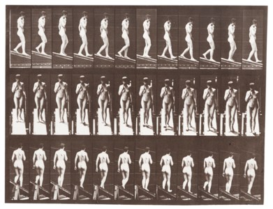 Animal Locomotion, Plate 116, 1887