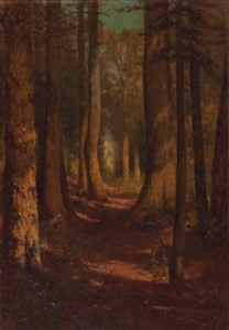 A tree lined path through the woods