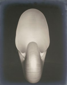 Edward Weston, Shell (Nautilus)