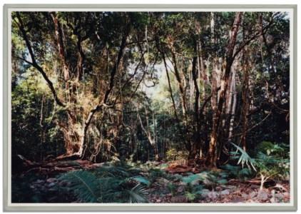 Paradise 03, Daintree, Australien