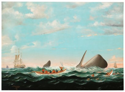 WHALER ATTACKING A SPERM WHALE