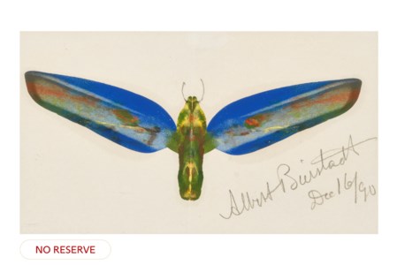 Moth