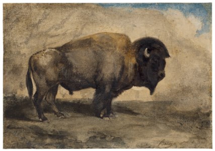 A bison