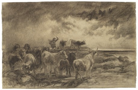 A cowherd driving cattle