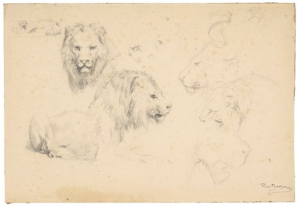 Studies of lions