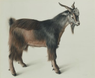 The goat