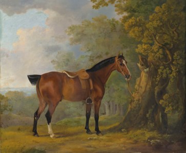A Chestnut hunter in a wooded landscape