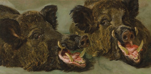 Studies of the head of a wild boar