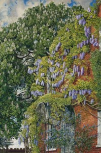 Wisteria at Englefield