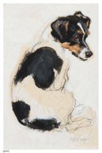 Study of a seated Jack Russell terrier