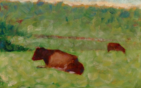 Vaches dans un pré