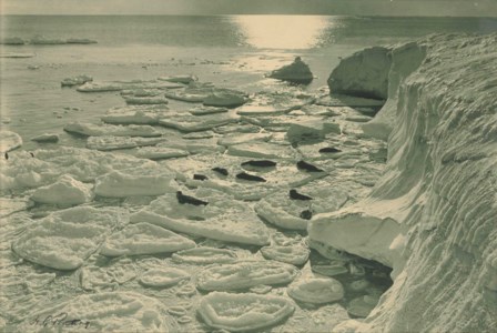 Seals basking on pancake ice; Midnight in Antarctic Summer (30 January 1912)