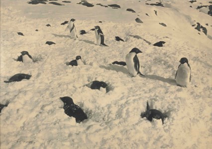 Adélie Penguins snowed up on their nests; Adélie Penguin and Chicks