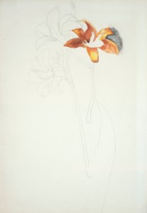 Three Lilies