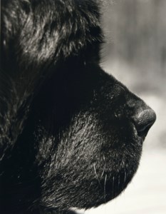Fuller, Newfie Studio, Cedar, Michigan