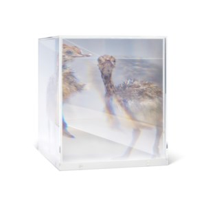 PixCell [Ostrich#1]