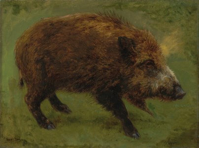 Le sanglier