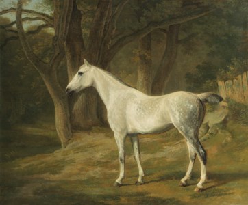 A grey hunter in a wooded field