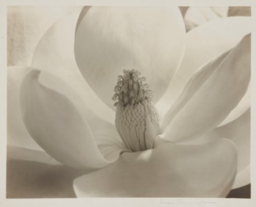 Magnolia Blossom, 1925