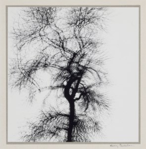 Multiple Exposure Tree, Chicago, 1956