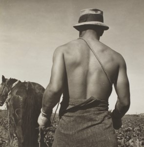 Spring Plowing, Cauliflower Fields, Guadalupe, California, 1937