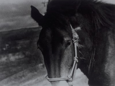Wetlands, 1971