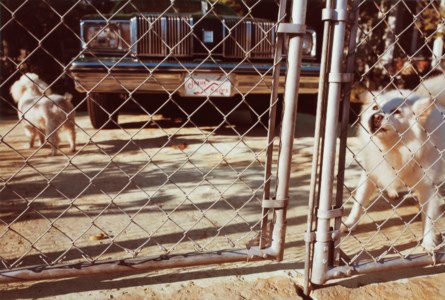 Untitled, 1982