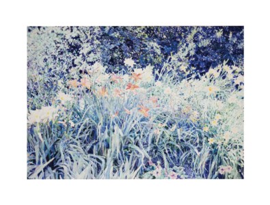 Daylillies