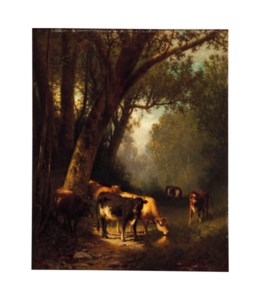 Cows grazing in the forest clearing