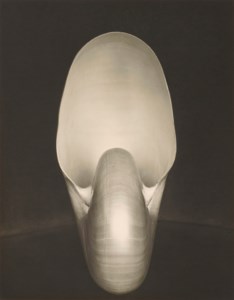 Edward Weston, Shell (Nautilus), 1927