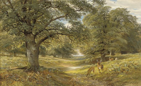 Deer in a wooded landscape
