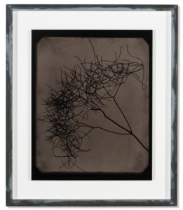 Wild Fennel, circa 1841-1842