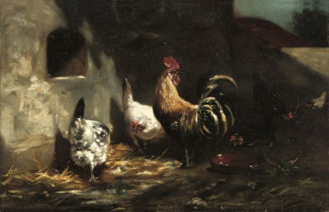 Poultry feeding in the farmyard