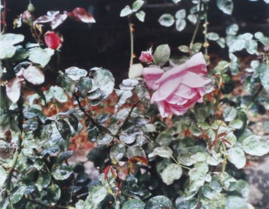 Rose with Volcanic Ash, 1981