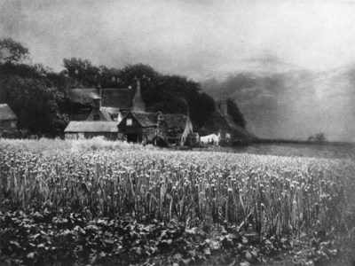 The Onion Field