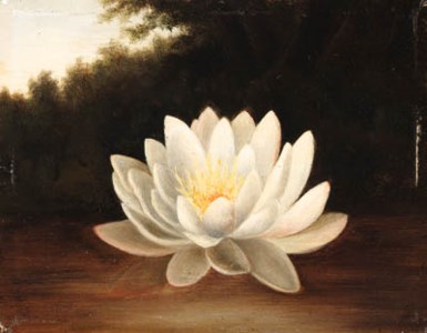 Water Lily