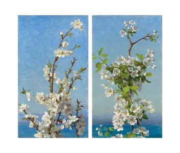 Two studies of hawthorn blossom, Capri