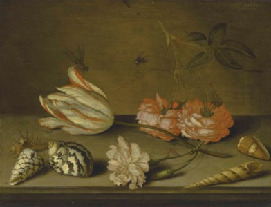 A Semper Augustus tulip, a carnation and roses, with shells and insects, on a ledge