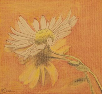 Daisy
