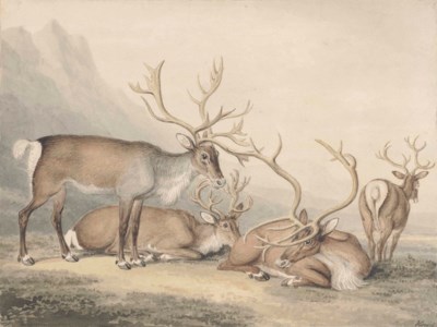 A herd of reindeer in a mountainous landscape
