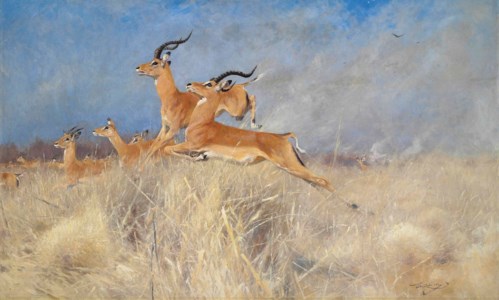 Swalla antelope in flight