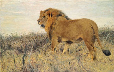 A Lion